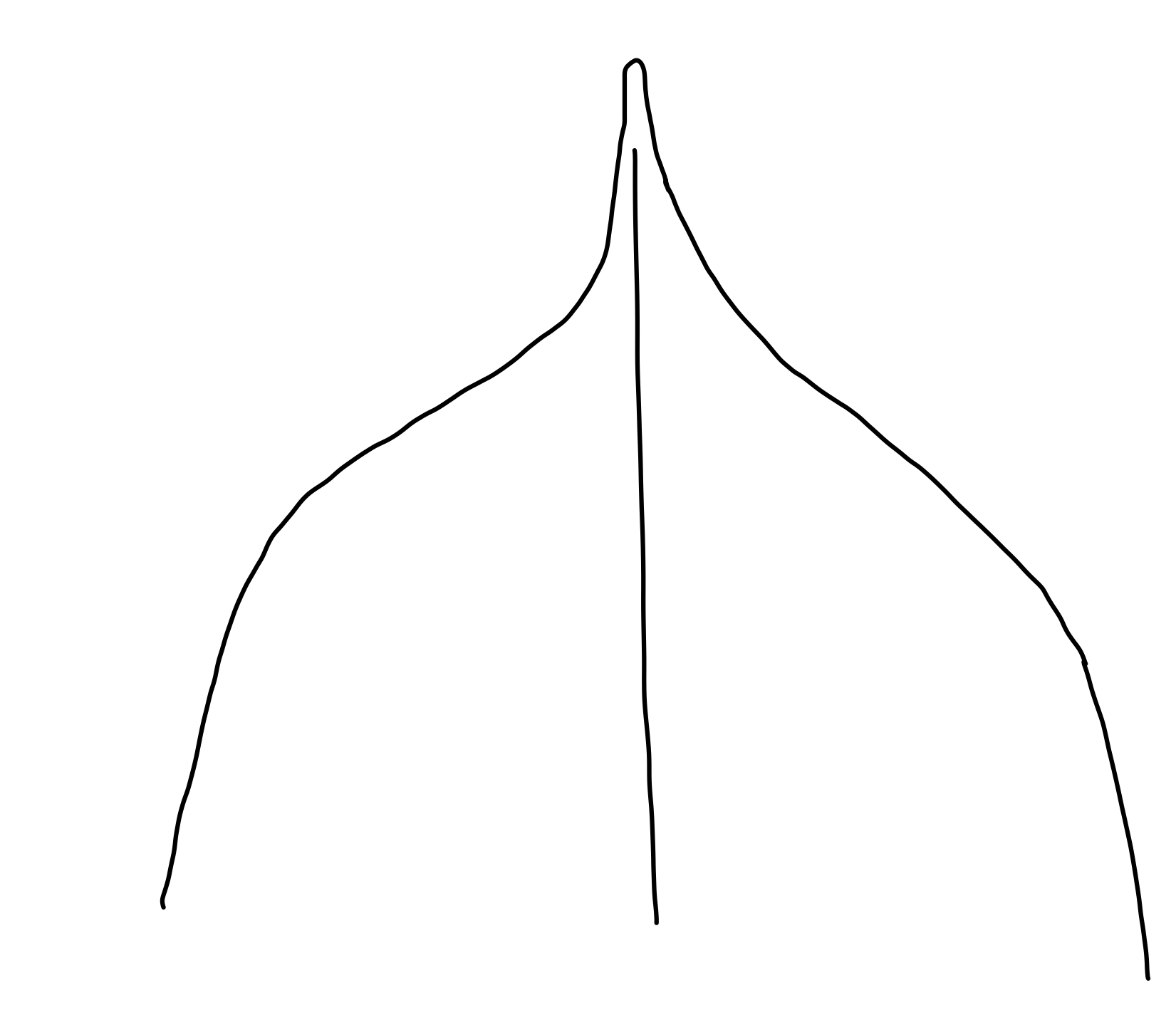 acuminate%20leaf%20tip._cropped.jpeg