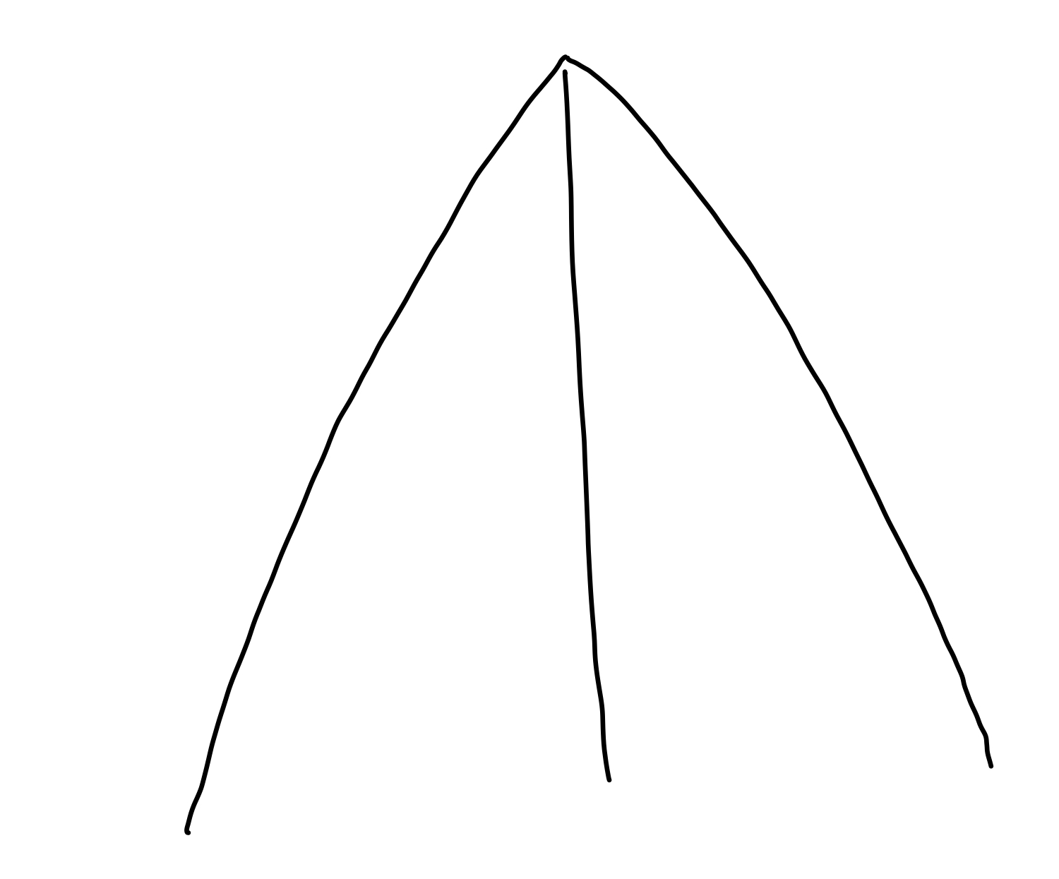 acute%20leaf%20tip.jpeg