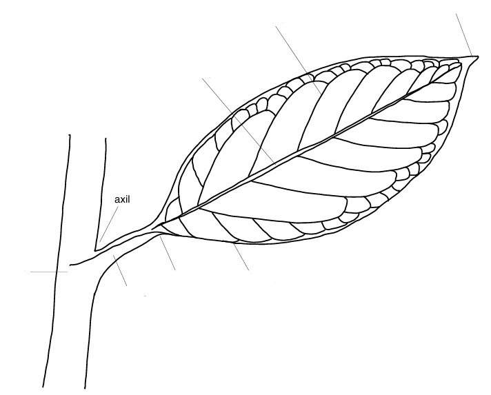 » Botanical terms arranged alphabetically