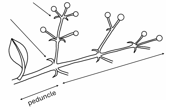 Compound Spike Inflorescence Diagram