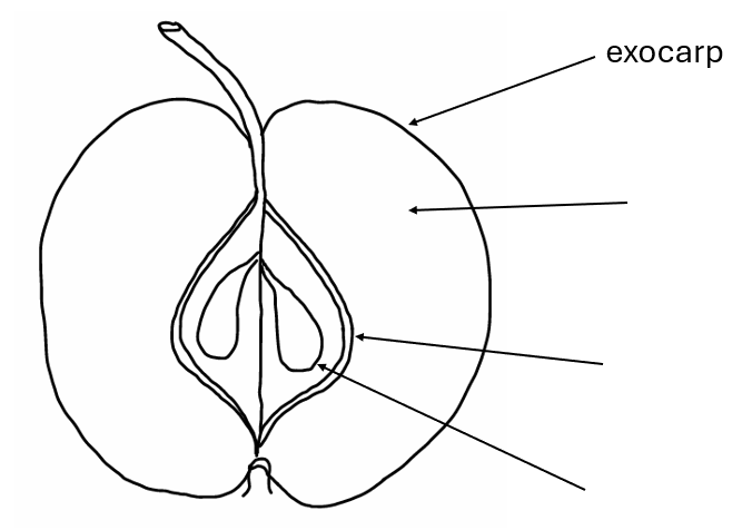Botanical terms arranged alphabetically | OpenCourses